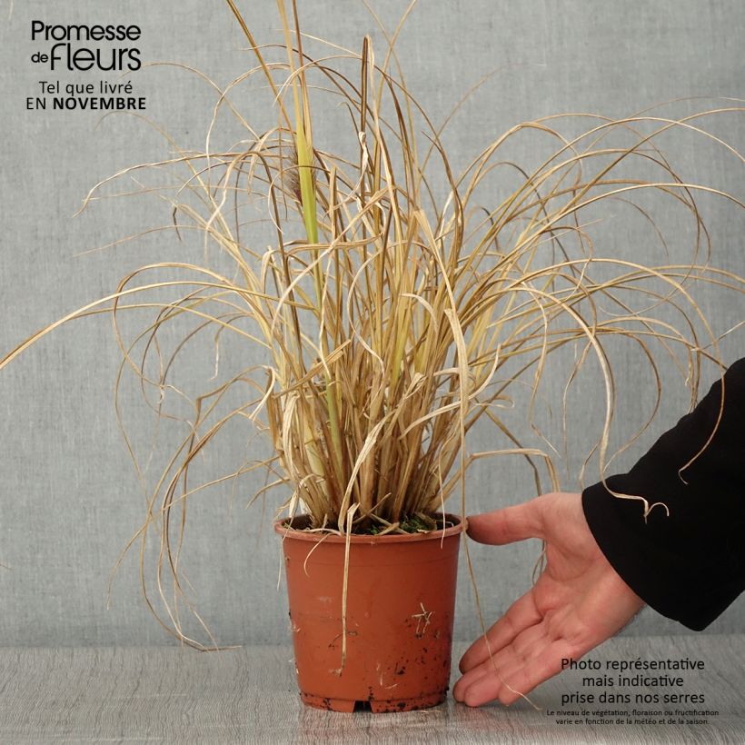 Pennisetum alopecuroïdes National Arboretum - Chinese Fountain Grass 1L/1.5L pot sample as delivered in autumn