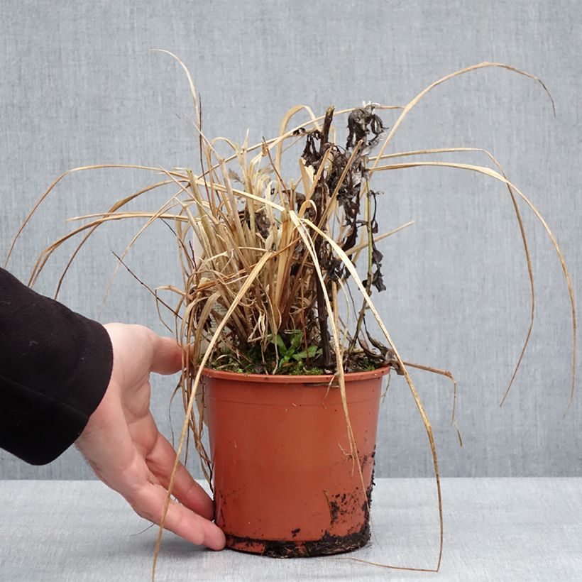 Pennisetum alopecuroïdes National Arboretum - Chinese Fountain Grass 1L/1.5L pot sample as delivered in winter