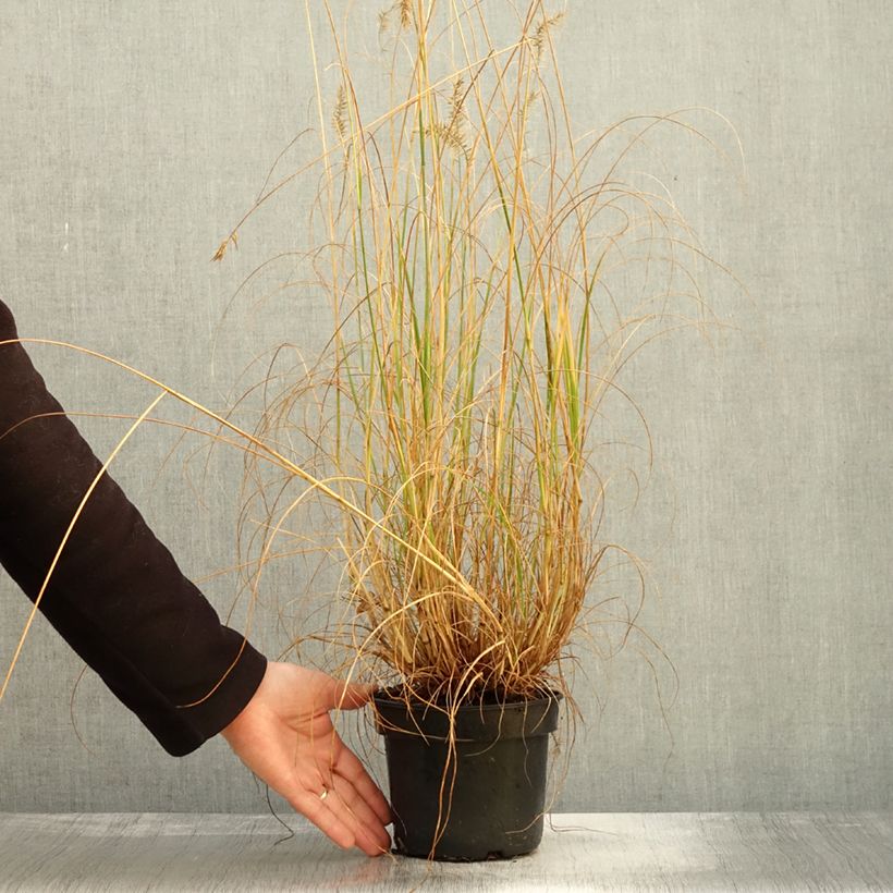 Pennisetum alopecuroides National Arboretum - Herbe aux écouvillons pourpres - Pot de 3L/4L sample as delivered in autumn