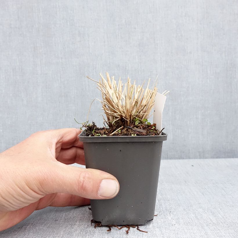 Pennisetum alopecuroïdes Piglet - Chinese Fountain Grass 8/9 cm pot sample as delivered in spring
