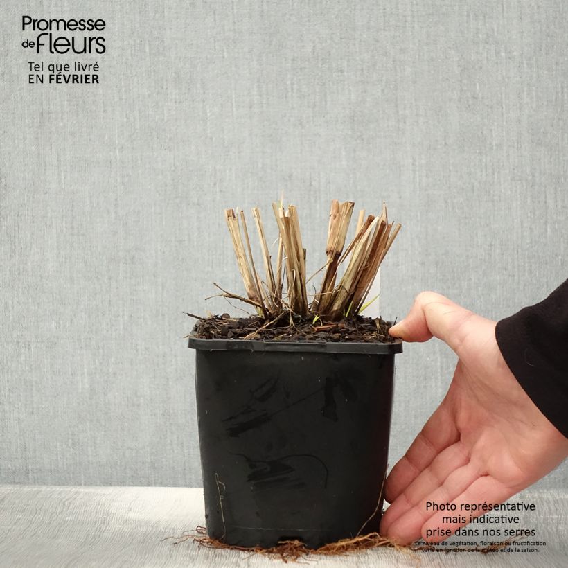 Pennisetum alopecuroides Red Head - Herbe aux écouvillons - pot de 2L/3L sample as delivered in winter