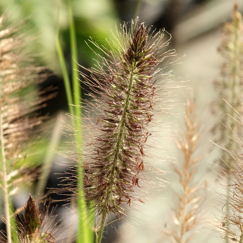 Pennisetum alopecuroïdes 'Red Head' (Flowering)