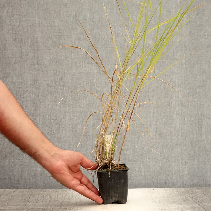 Pennisetum incomptum - Herbe aux écouvillons. Godet de 9cm sample as delivered in summer