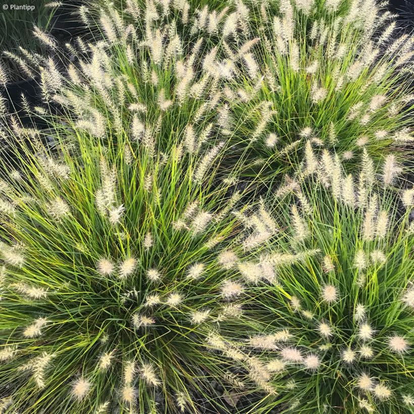 Pennisetum alopecuroides Lumen Gold - Chinese Fountain Grass (Flowering)