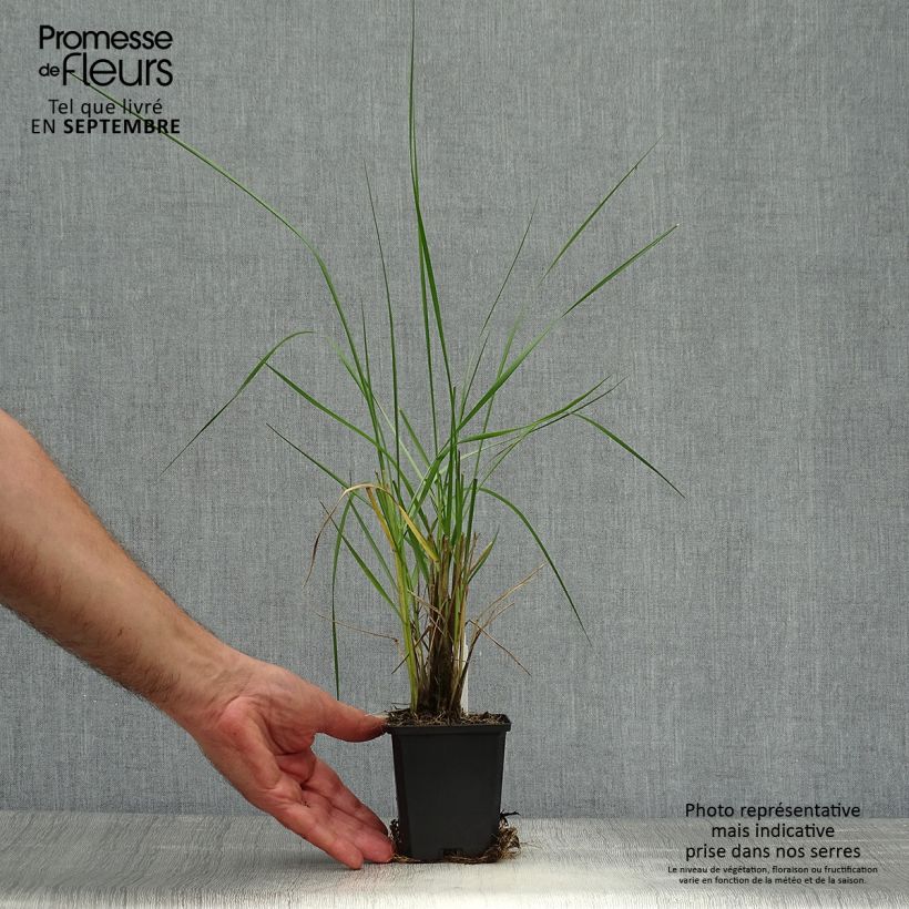 Pennisetum macrourum - African feather Grass 8/9 cm pot sample as delivered in autumn