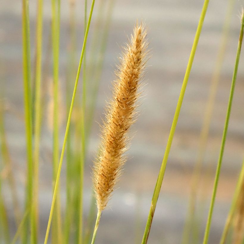 Pennisetum macrourum - African feather Grass (Flowering)