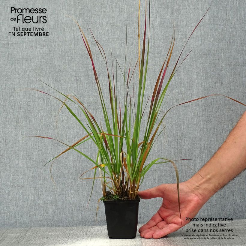 Pennisetum massaicum Red Bunny Tail - African feather Grass 8/9 cm pot sample as delivered in summer