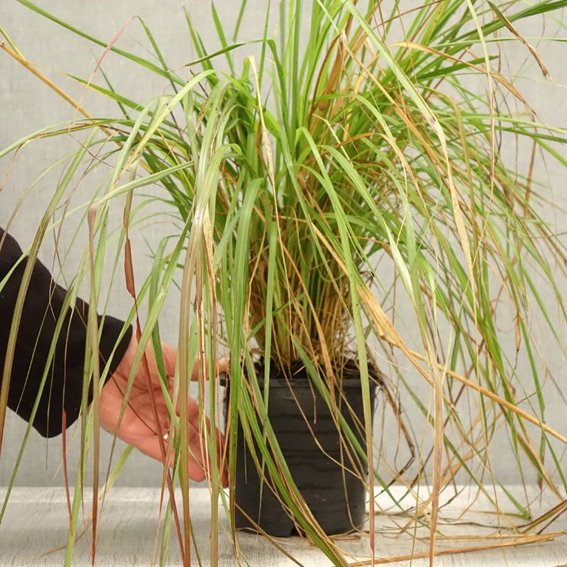 Pennisetum massaicum Red Bunny Tail en pot de 2/3 litres sample as delivered in autumn