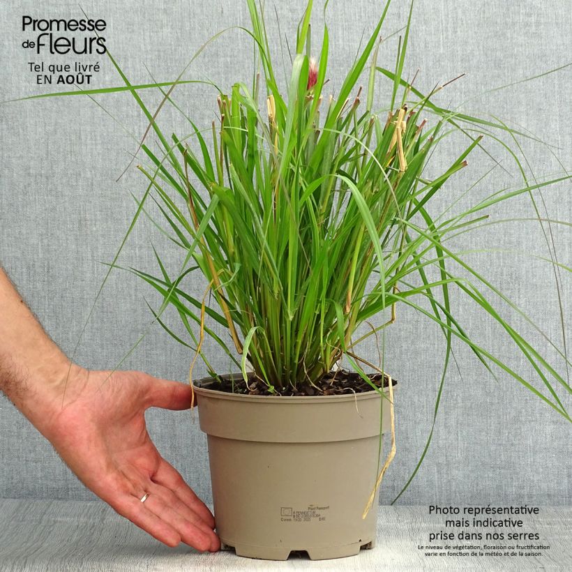 Pennisetum massaicum Red Bunny Tail - African feather Grass 2L/3L pot sample as delivered in summer