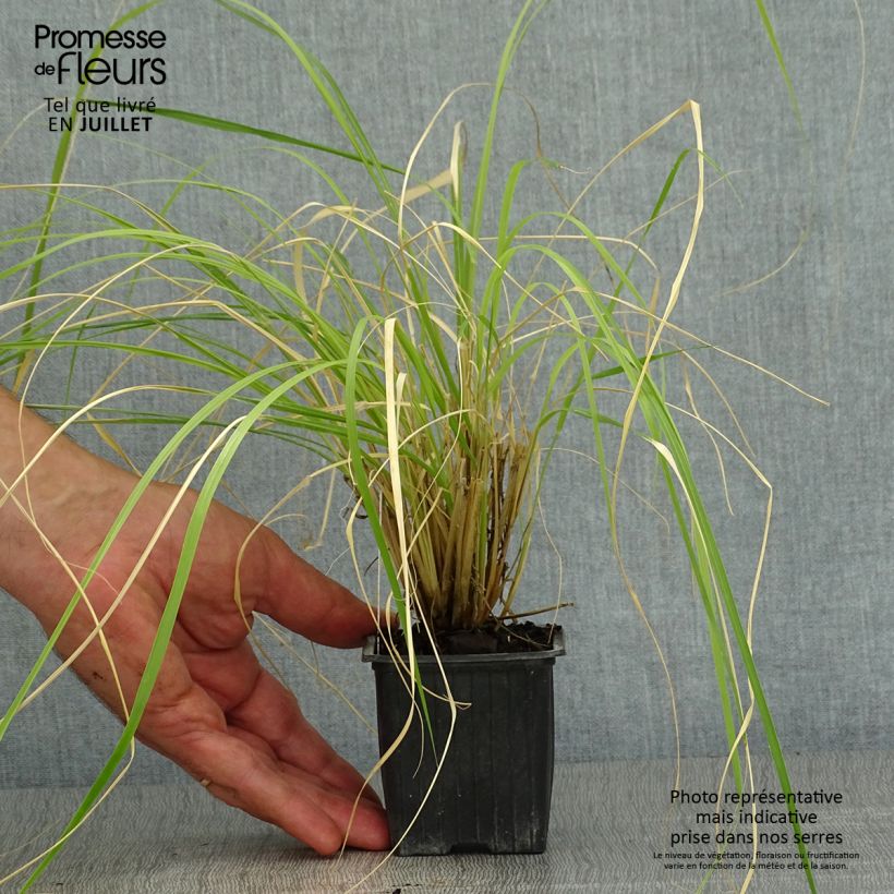 Pennisetum massaicum Red Button - African feather Grass 8/9 cm pot sample as delivered in summer