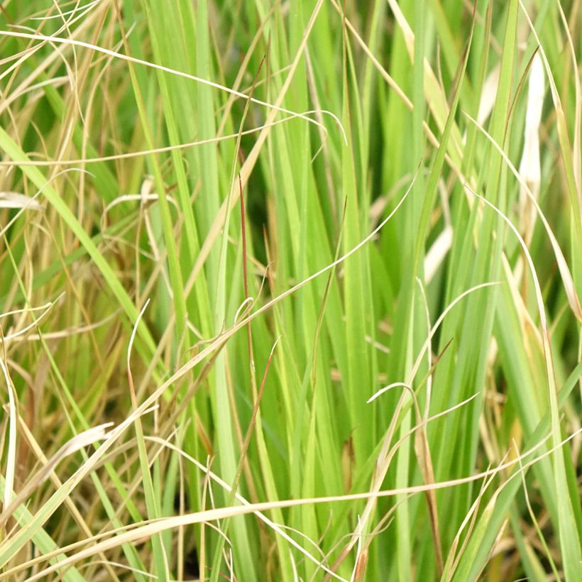 Pennisetum massaicum Red Button - African feather Grass (Foliage)