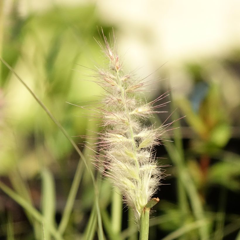 Pennisetum orientale JS Dance With Me - Oriental Fountain Grass (Flowering)