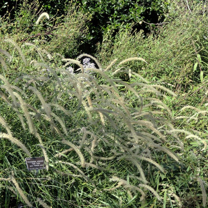 Pennisetum orientale Tall Tails - Oriental Fountain Grass (Plant habit)