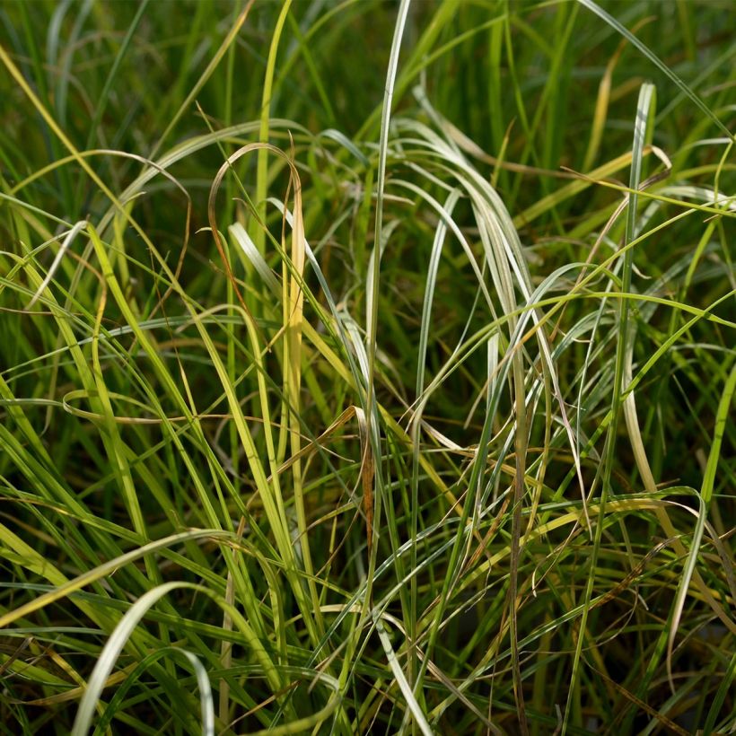 Pennisetum villosum (Foliage)