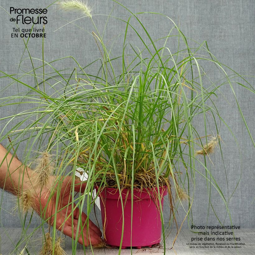 Pennisetum villosum pot de 2L/3L sample as delivered in autumn