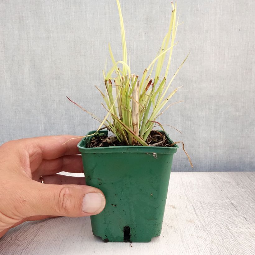 Pennisetum alopecuroides Windy Simonette - Chinese Fountain Grass 8/9 cm pot sample as delivered in summer