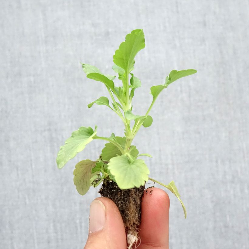 Viola Felix Pansy mini plug mix- Swiss Garden Pansy Plug plant 2.2cm x 2cm - Tray of 35 sample as delivered in autumn
