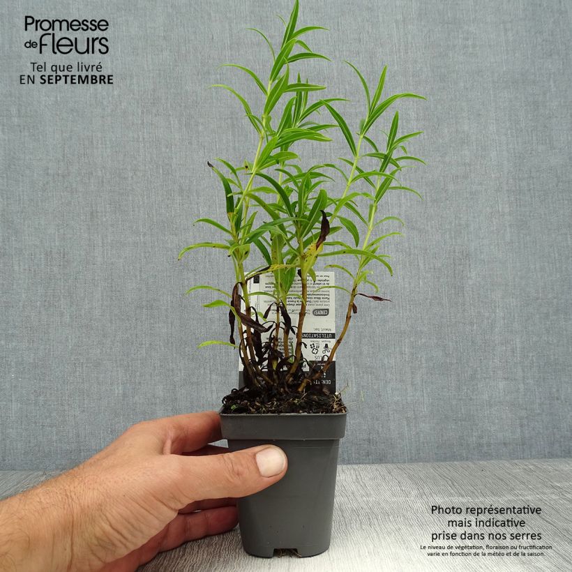 Penstemon Apple Blossom - Beardtongue 8/9 cm pot sample as delivered in summer