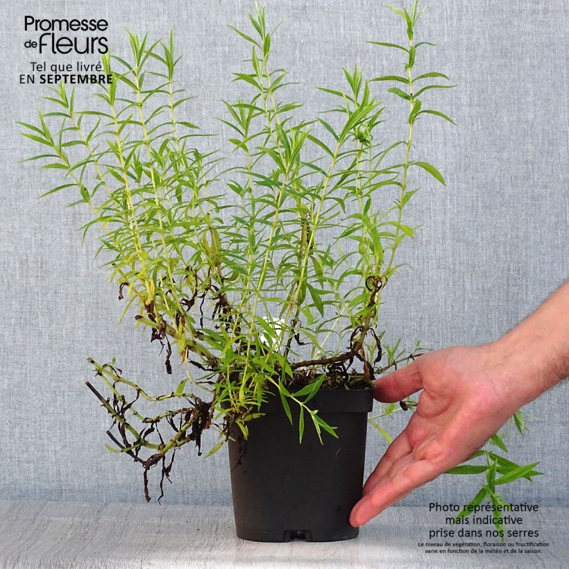 Penstemon Apple Blossom - Beardtongue 2L/3L pot sample as delivered in summer