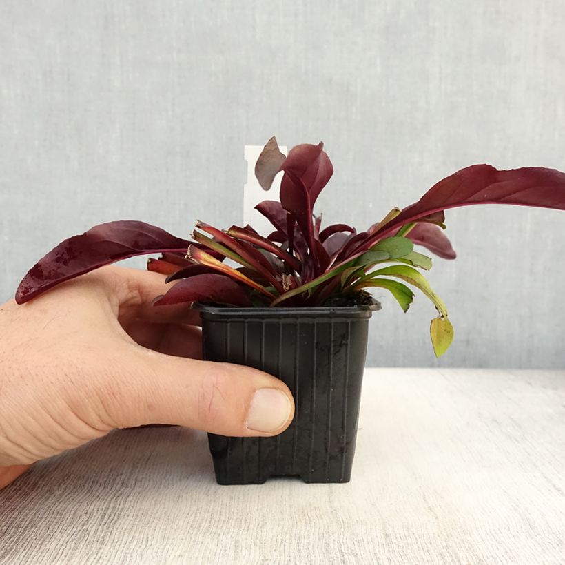 Penstemon digitalis Dakota Burgundy - Foxglove beardtongue 8/9 cm pot sample as delivered in autumn