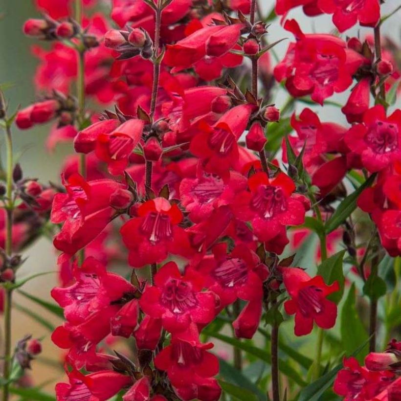 Penstemon Harlequin Red - Beardtongue (Flowering)
