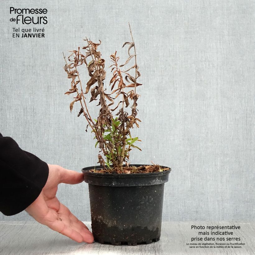 Penstemon Hewell Pink Bedder - Galane - Pot de 2L/3L sample as delivered in winter