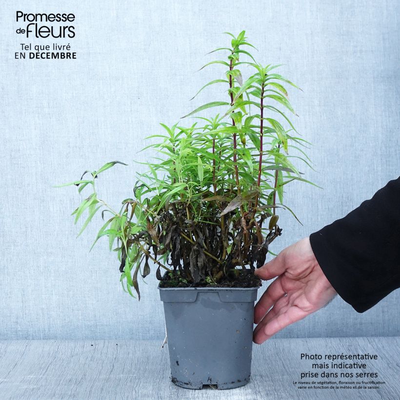 Penstemon Blackbird - Beardtongue 2L/3L pot sample as delivered in autumn