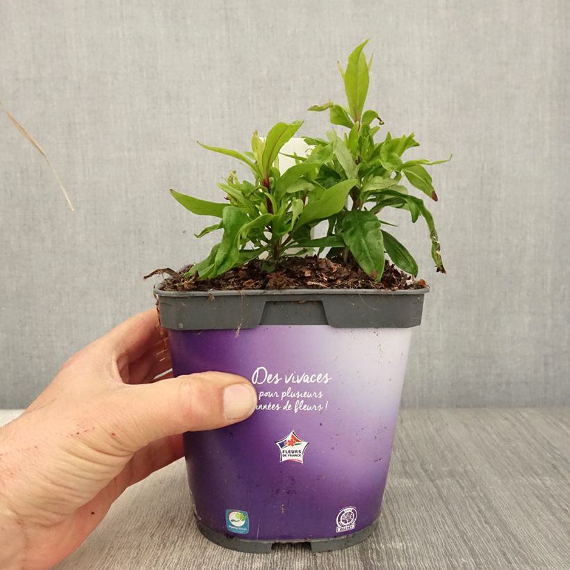 Penstemon hybride Blackbird - Galane en pot de 2L/3L sample as delivered in spring