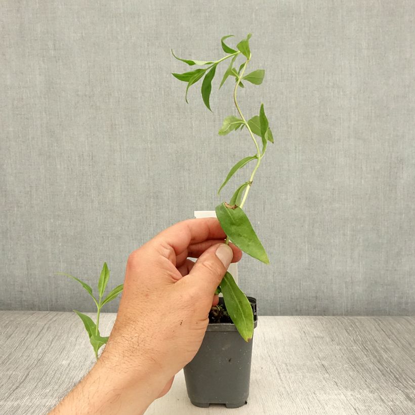 Penstemon hybrida Gloire de Quatre Rue - Beardtongue 8/9 cm pot sample as delivered in summer