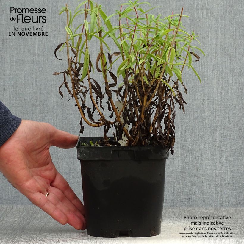 Penstemon hybride Schoenholzeri - Galane en pot de 2/3 litres sample as delivered in autumn