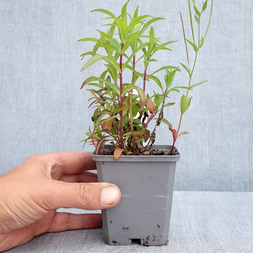 Penstemon Sour Grapes - Beardtongue 8/9 cm pot sample as delivered in spring