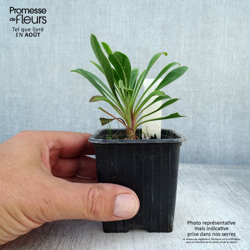 Penstemon mensarum - Beardtongue 8/9 cm pot sample as delivered in summer