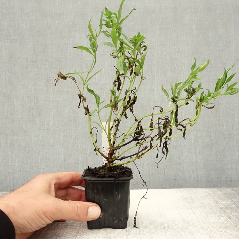 Penstemon x hybrida Pensham Wedding Day 8/9 cm pot sample as delivered in autumn