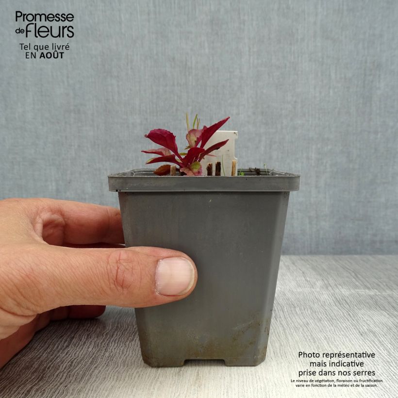 Penstemon smallii - Beardtongue 8/9 cm pot sample as delivered in summer