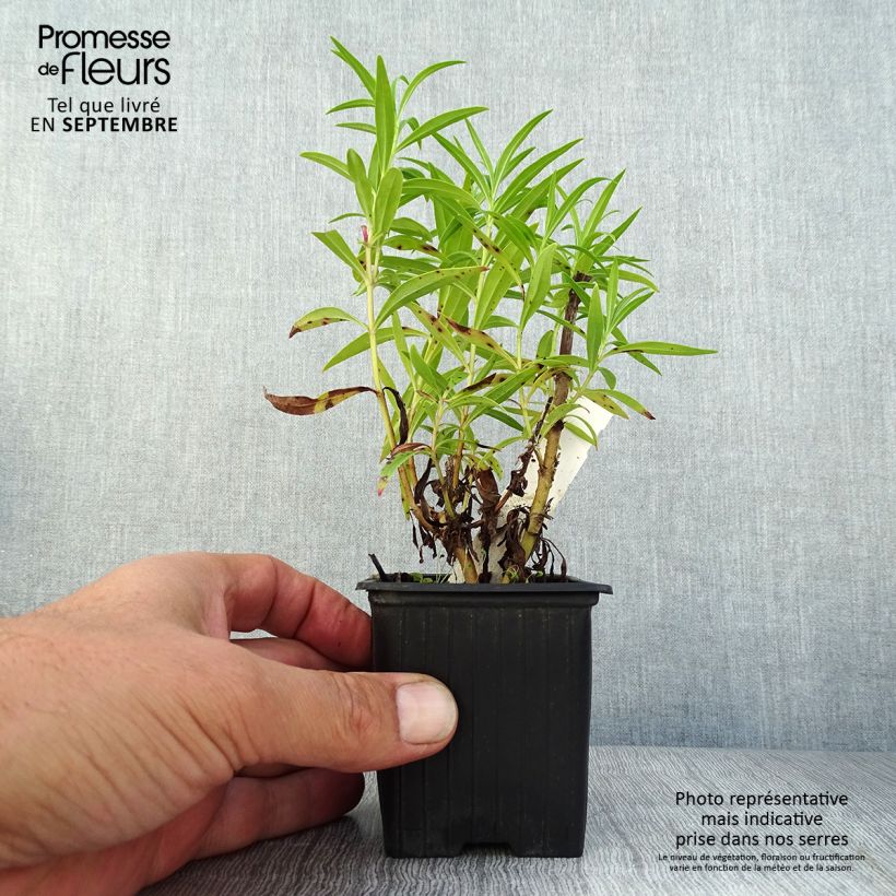 Penstemon heterophyllus Souvenir dAdrien Régnier - Beardtongue 8/9 cm pot sample as delivered in summer