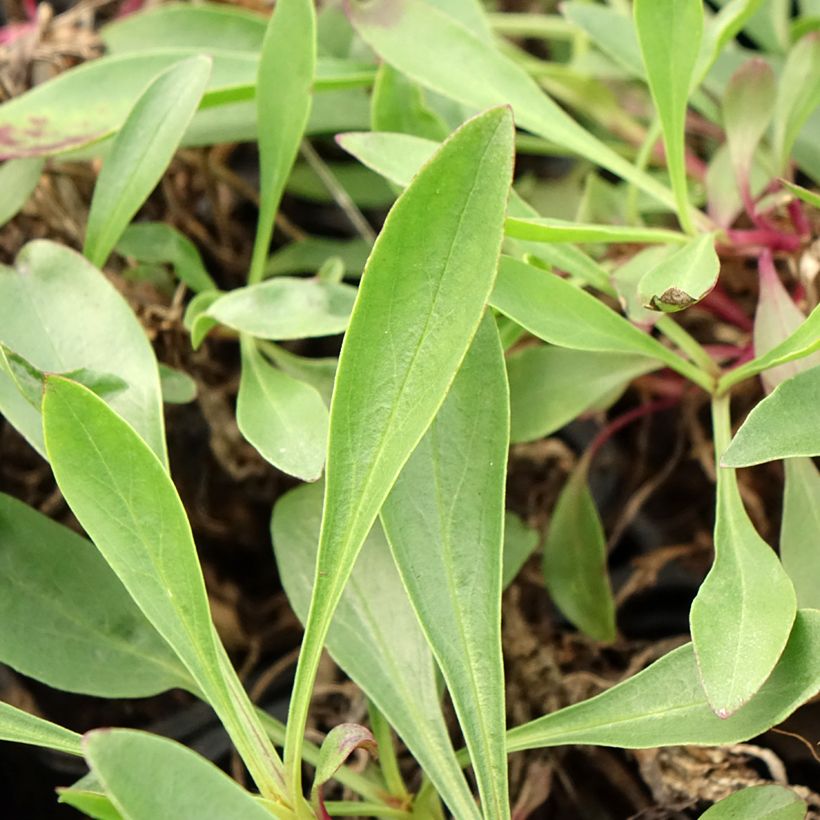 Penstemon strictus - Beardtongue (Foliage)