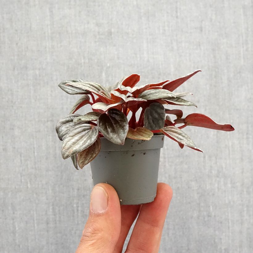 Peperomia albovittata Piccolo Banda Motte 5 cm x 7 cm sample as delivered in spring