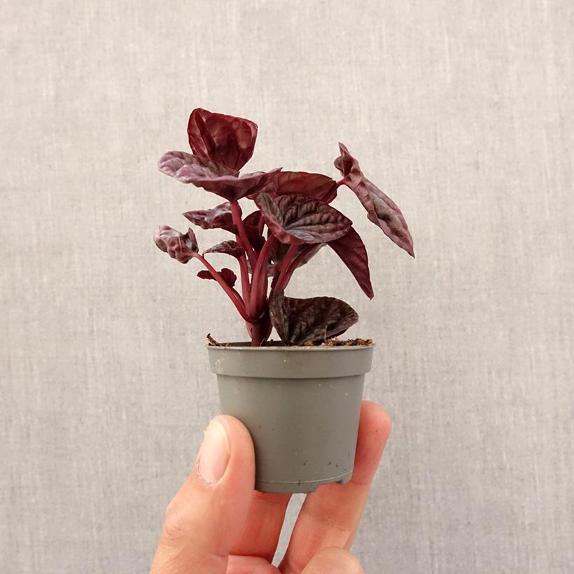 Peperomia caperata Luna - Radiator plant Mini-plante sample as delivered in spring