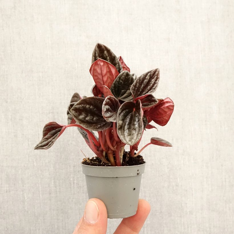Peperomia caperata Montevideo - Emerald ripple pepper Mini-plante sample as delivered in spring