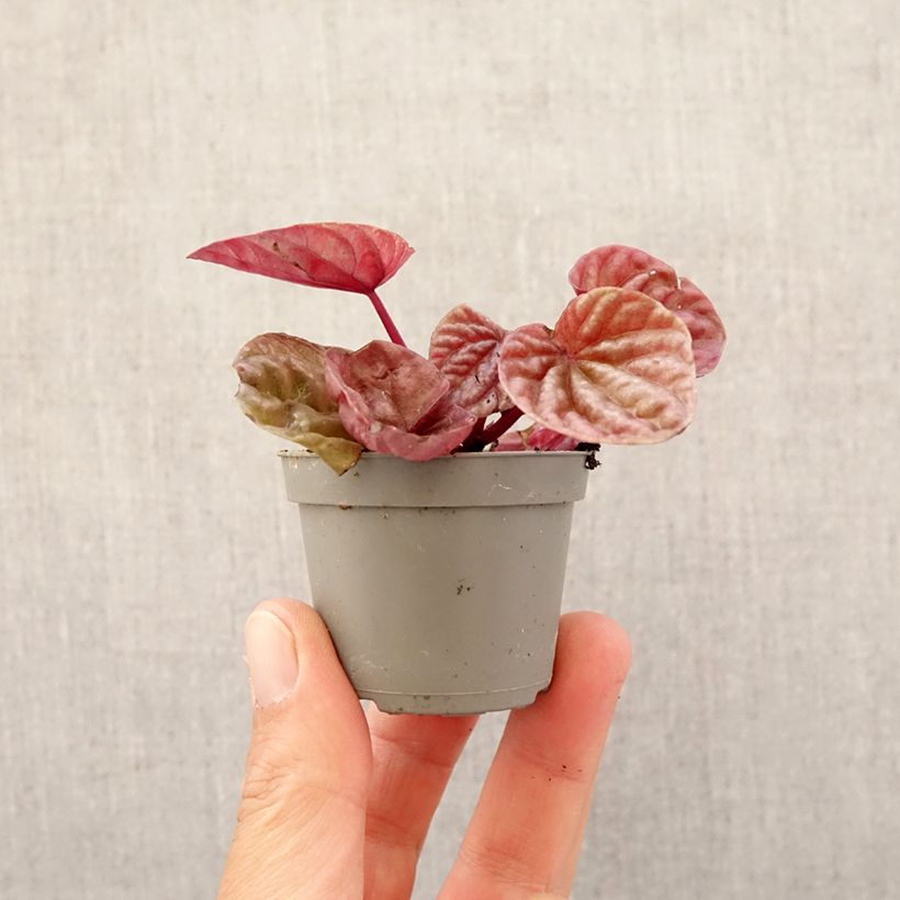 Peperomia caperata Quito - Radiator plant Mini-plante sample as delivered in spring