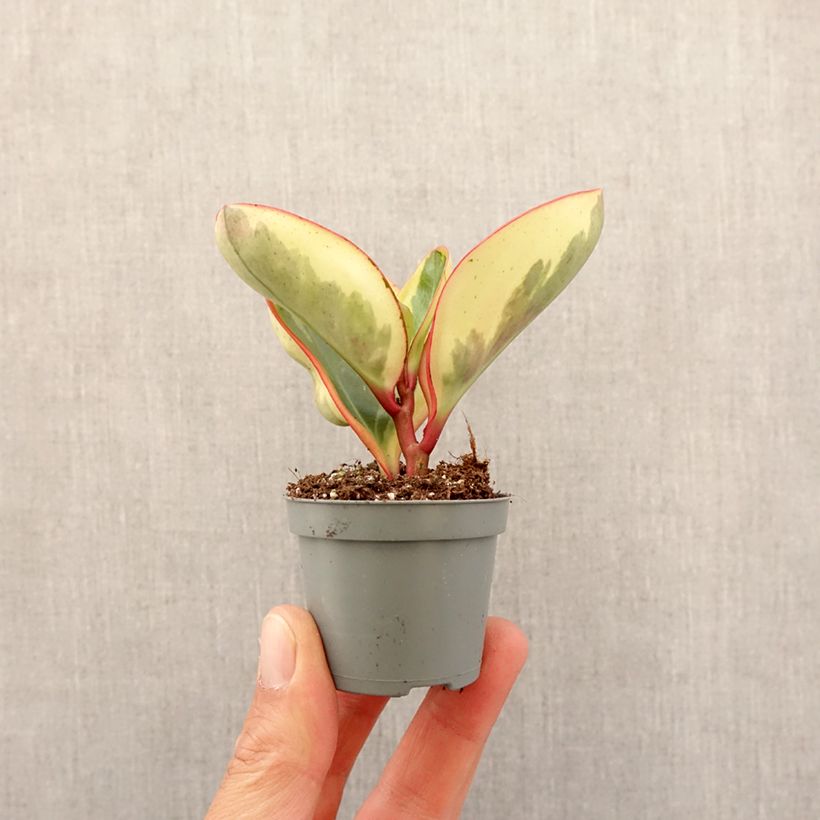 Peperomia clusiifolia Red Margin - Red edge radiator plant Mini-plante sample as delivered in spring