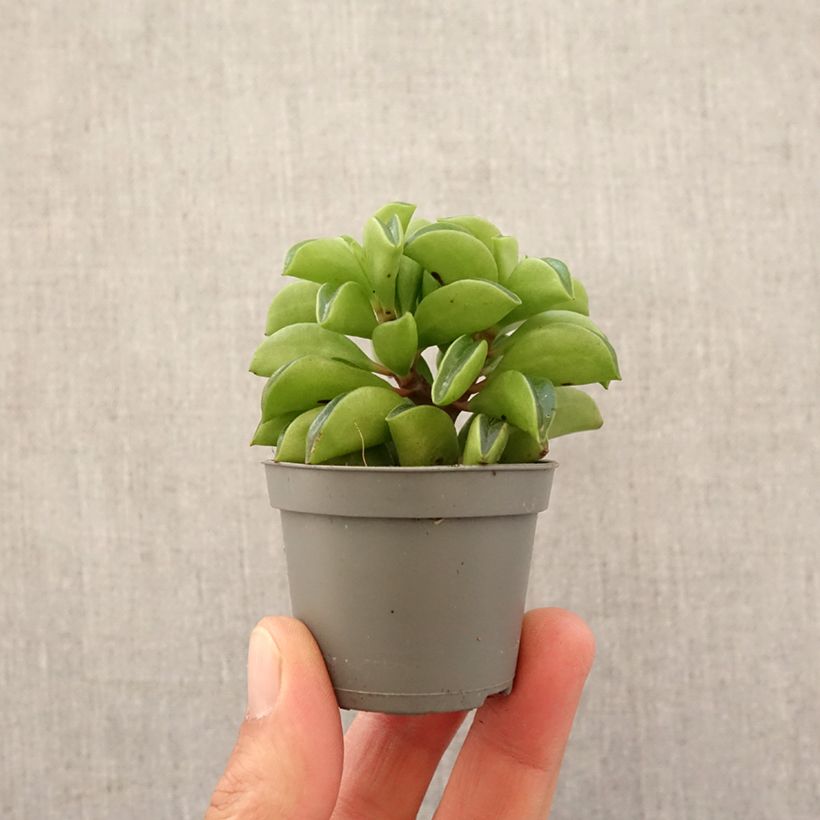 Peperomia dolabriformis Fire Sparks - Prayer pepper Mini-plante sample as delivered in spring