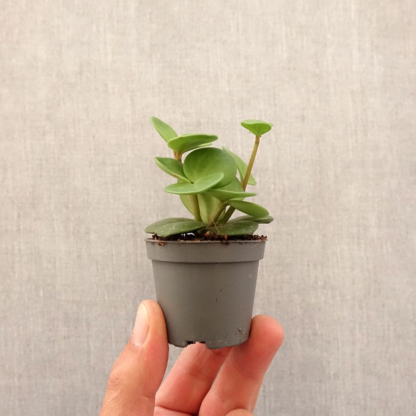 Peperomia deppeana x quadrifolia Hope Mini-plante sample as delivered in spring