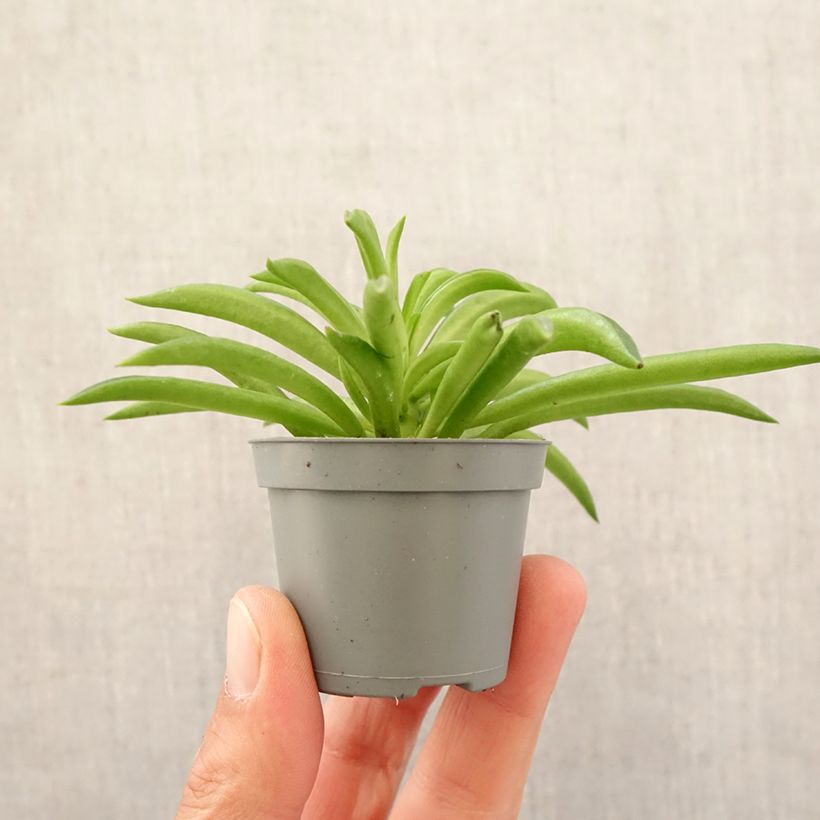 Peperomia ferreyrae Nevada - Happy bean plant Mini-plante sample as delivered in spring