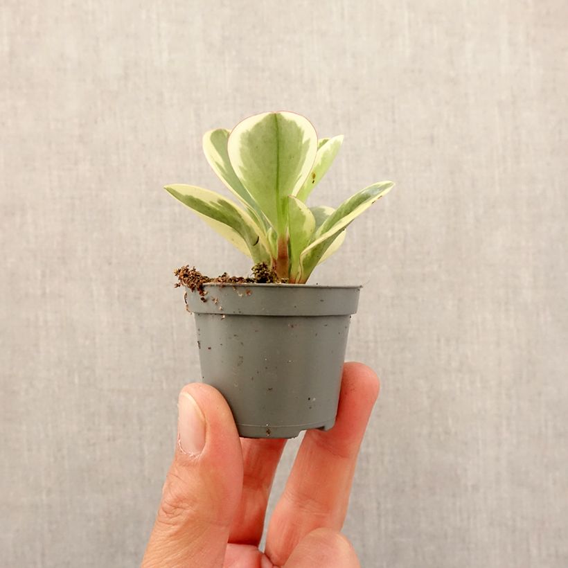 Peperomia obtusifolia Obtipan Bicolor - Baby rubber plant Mini-plante sample as delivered in spring