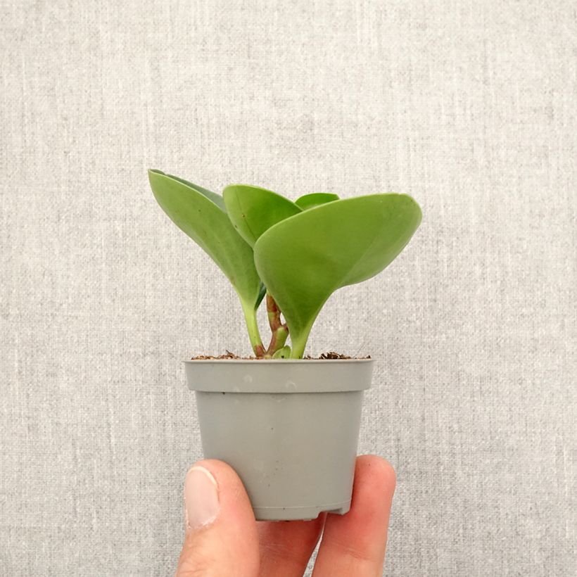 Peperomia obtusifolia Green - Baby rubber plant Mini-plante sample as delivered in spring