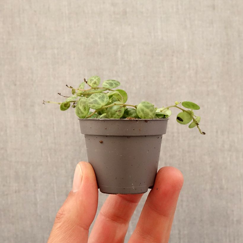 Peperomia prostrata - String of turtles Mini-plante sample as delivered in spring