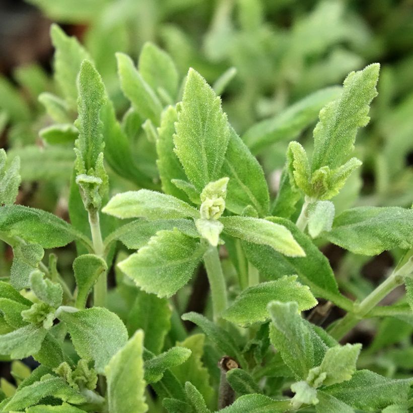 Perovskia atriplicifolia Blue Steel - Russian Sage (Foliage)