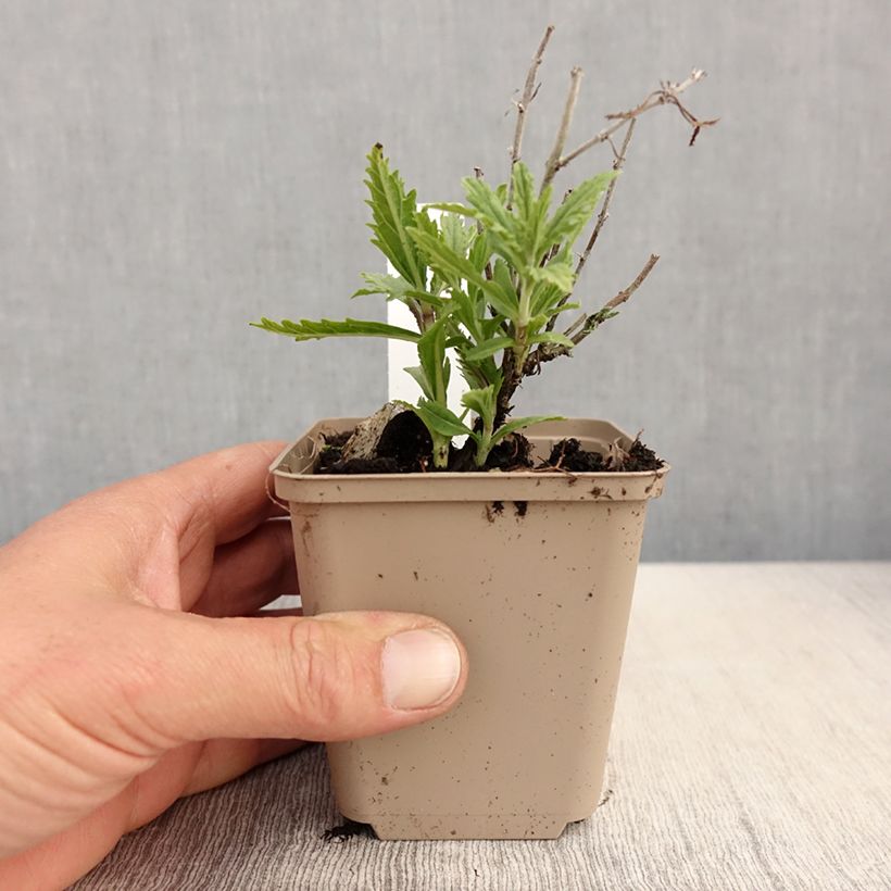 Perovskia atriplicifolia Lacey Blue - Russian Sage 8/9 cm potShipped height around 10/15cm sample as delivered in spring