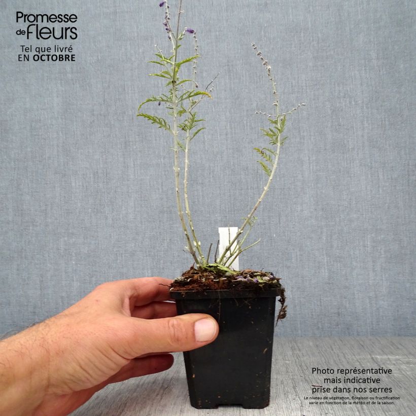 Perovskia atriplicifolia Little Spire Godet de 8/9cm sample as delivered in autumn